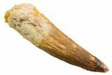 Fossil Spinosaurus Tooth - Feeding Worn Tooth #364217-1
